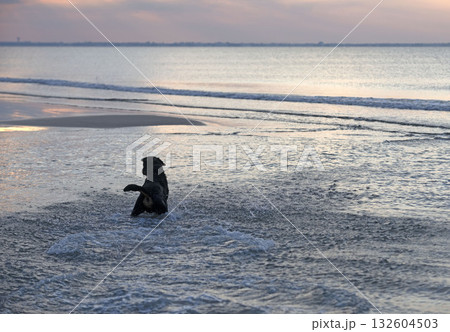 rottweiler and beach 132604503