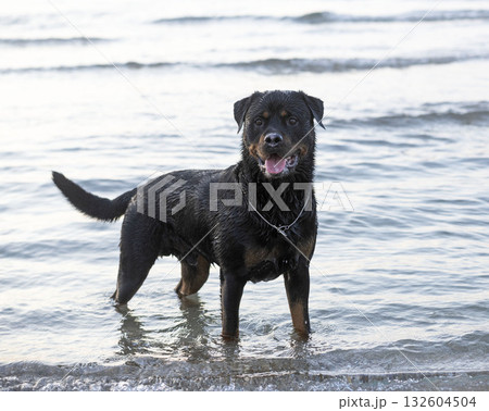 rottweiler and beach rottweiler and beach 132604504