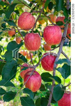 果樹園の美味しいリンゴ シナノドルチェのクローズアップ 果樹園の美味しいリンゴ シナノドルチェのクローズアップ 132604596