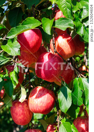 果樹園の美味しいリンゴ　シナノドルチェのクローズアップ 132604604