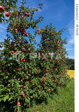 秋のリンゴシナノドルチェの果樹園の光景 132604641