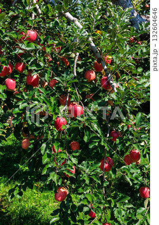 秋のリンゴシナノドルチェの果樹園の光景 秋のリンゴシナノドルチェの果樹園の光景 132604646