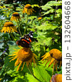 Insects on plants and flowers in spring 132604668