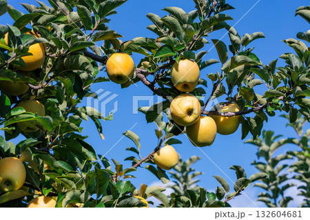 果樹園の美味しいリンゴ品種のシナノゴールド 132604681