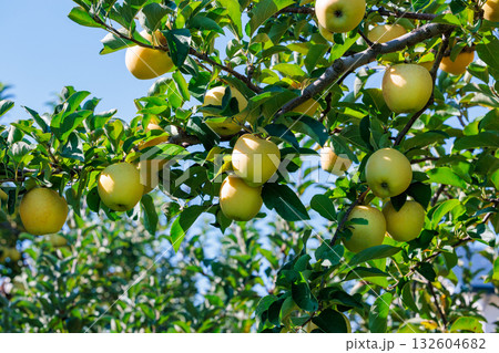 果樹園の美味しいリンゴ品種のシナノゴールド 132604682