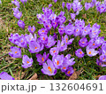 Discover the Splendor of Spring Through Purple Crocus Flowers in a Garden 132604691
