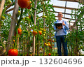 farmer with a tablet in his hands, in a tomato greenhouse, studies the quality 132604696