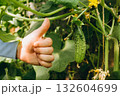 Hands holding small growing cucumber in urban home garden. Urban home gardening  132604699