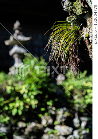 日龍峯寺高澤観音境内の景色 日龍峯寺高澤観音境内の景色 132604779