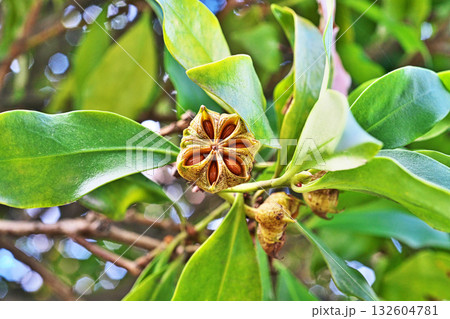 種子が見えるシキミの実（秋、十月） 132604781