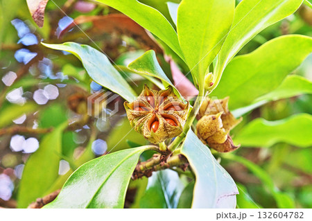 種子が見えるシキミの実（秋、十月） 132604782