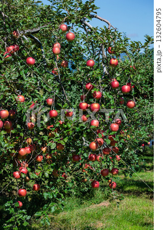 秋の美味しいリンゴ　シナノスイートの果樹園の光景 132604795