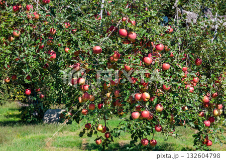 秋の美味しいリンゴ　シナノスイートの果樹園の光景 132604798