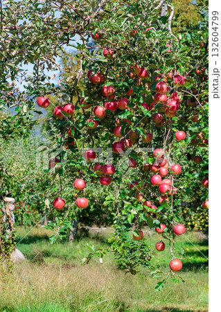 秋の美味しいリンゴ　シナノスイートの果樹園の光景 132604799