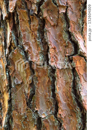 赤松の樹皮 【テクスチャー】 132604809