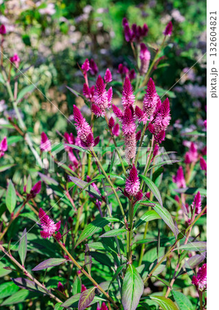 ガーデンで咲くノゲイトウの花 132604821
