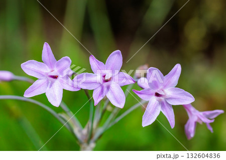 夏のガーデンで美しく咲くツルバギア ヴィオラセアの花 132604836