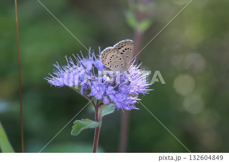 秋の庭に咲く紫色のダンギクの花の蜜を吸うヤマトシジミ蝶 132604849