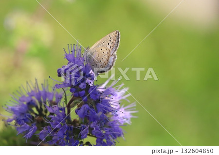 秋の庭に咲く紫色のダンギクの花の蜜を吸うヤマトシジミ蝶 秋の庭に咲く紫色のダンギクの花の蜜を吸うヤマトシジミ蝶 132604850