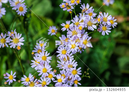 秋のガーデンで美しく咲くシオンの花 132604935