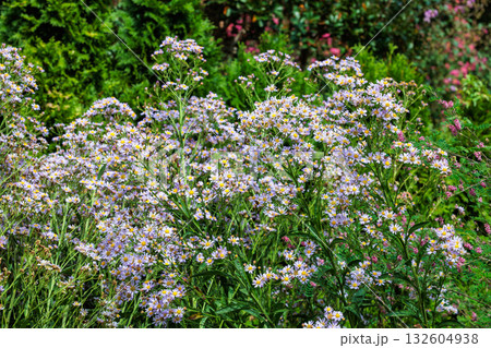 秋のガーデンで美しく咲くシオンの花 132604938