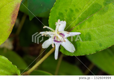 秋の森の中で咲く美しいヤマジノホトトギスの花 秋の森の中で咲く美しいヤマジノホトトギスの花 132604994