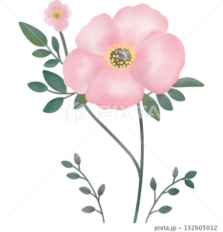 Watercolor of pink flowers with delicate petals and slender stems. 132605012