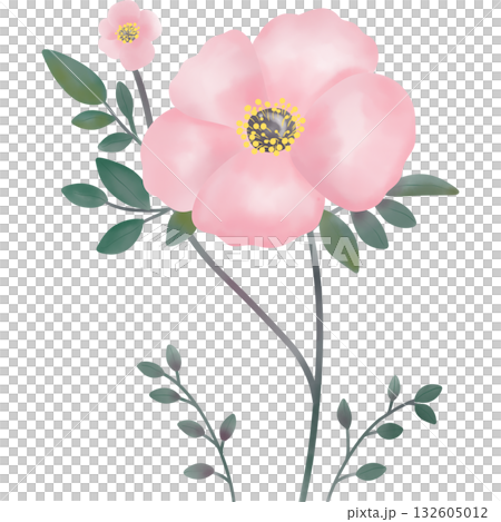 Watercolor of pink flowers with delicate petals and slender stems. 132605012