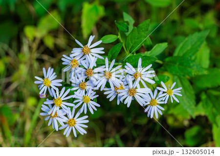 林の中で清楚に咲く美しいコノンギクの花 132605014