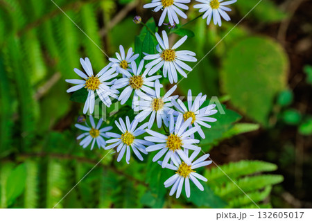 林の中で清楚に咲く美しいコノンギクの花 132605017