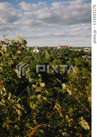 Branches with berries frame panoramic view of Krakow, Poland, highlighting the city blend of nature and urban development under dynamic sky. Krakow cityscape framed by berry laden branches Branches with berries frame panoramic view of Krakow, Poland, highlighting the city blend of nature and urban development under dynamic sky. Krakow cityscape framed by berry laden branches 132605270