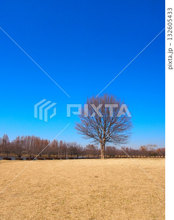 早春の草原と枯れ木のトウカエデのあるみさと公園風景 132605433