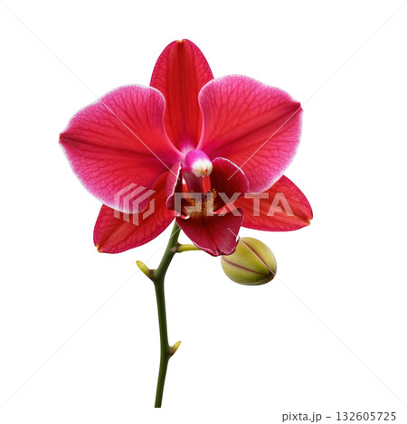 Beautiful red orchid flower bloom elegant close up. passionate and vibrant single plant against transparency background 132605725