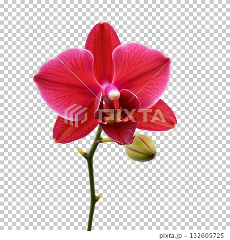 Beautiful red orchid flower bloom elegant close up. passionate and vibrant single plant against transparency background 132605725