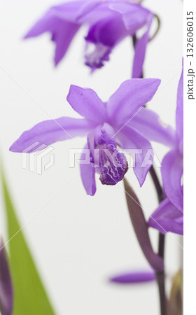 シラン シラン 132606015