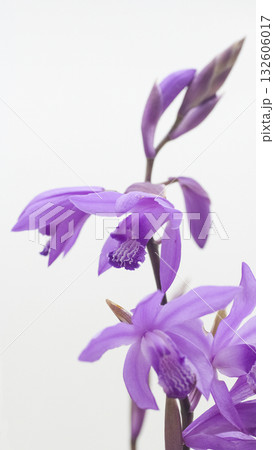 シラン シラン 132606017