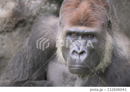 私も少し考えてみましょうと言いそうなゴリラ 132606041