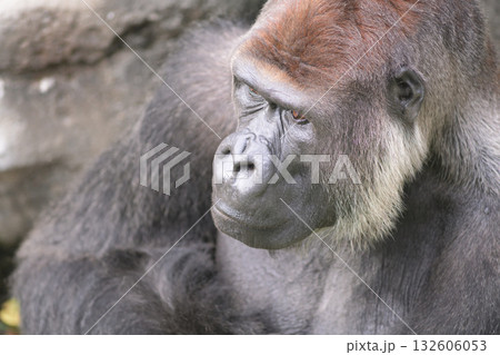 ボヤーと遠くを眺めるゴリラ ボヤーと遠くを眺めるゴリラ 132606053