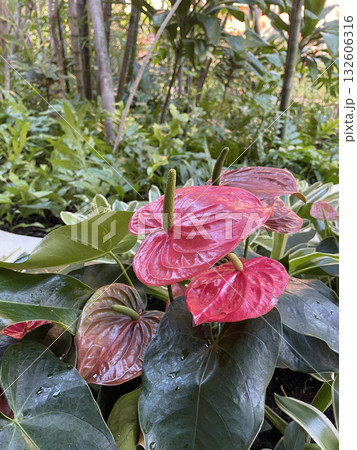 赤いアンスリウムの花と緑の葉 132606316