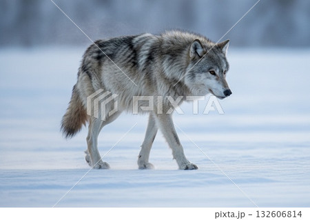 静寂に息づく冬の生命   雪の森に暮らす野生動物たちの美しい瞬間 冬イメージ画像 132606814