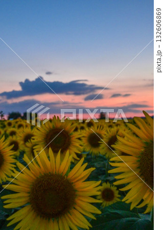 満開のひまわり村の夕景 満開のひまわり村の夕景 132606869