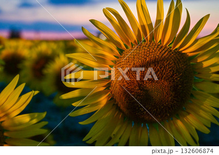 満開のひまわり村の夕景 132606874