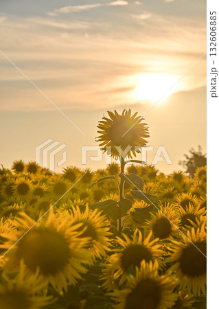 満開のひまわり村の夕景 満開のひまわり村の夕景 132606885