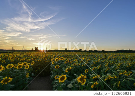 満開のひまわり村の夕景 132606921