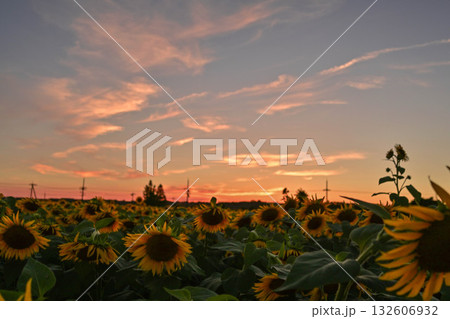 満開のひまわり村の夕景 満開のひまわり村の夕景 132606932