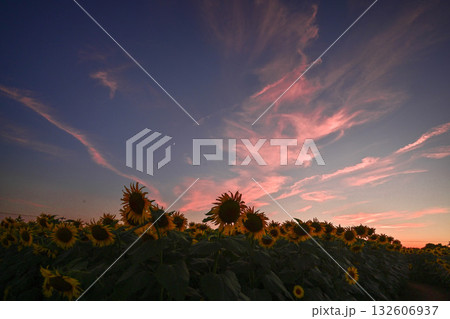 満開のひまわり村の夕景 132606937