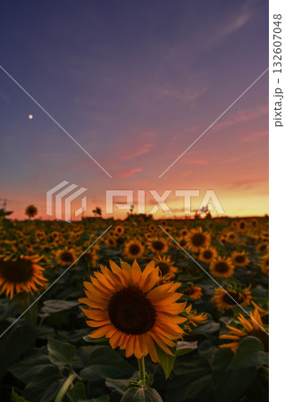 ひまわりが咲き誇る河北潟干拓地ひまわり村 132607048