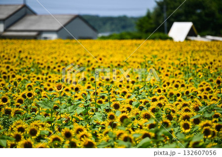 ひまわりが咲き誇る河北潟干拓地ひまわり村 132607056