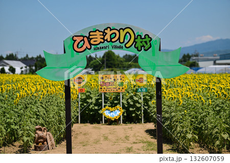 ひまわりが咲き誇る河北潟干拓地ひまわり村 132607059
