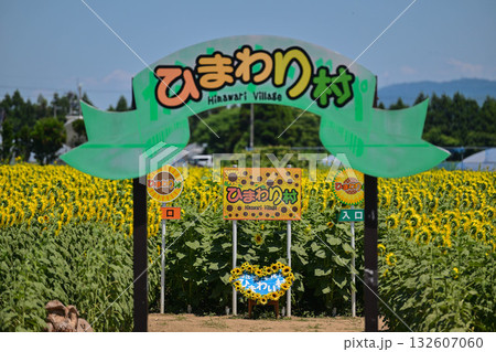 ひまわりが咲き誇る河北潟干拓地ひまわり村 132607060
